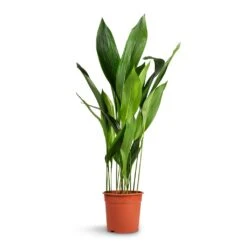 Aspidistra - Cast Iron Plant 34 Aspidistra - Cast Iron Plant -Indoor Plants Aspidistra Cast Iron Plant 24x110cm xl