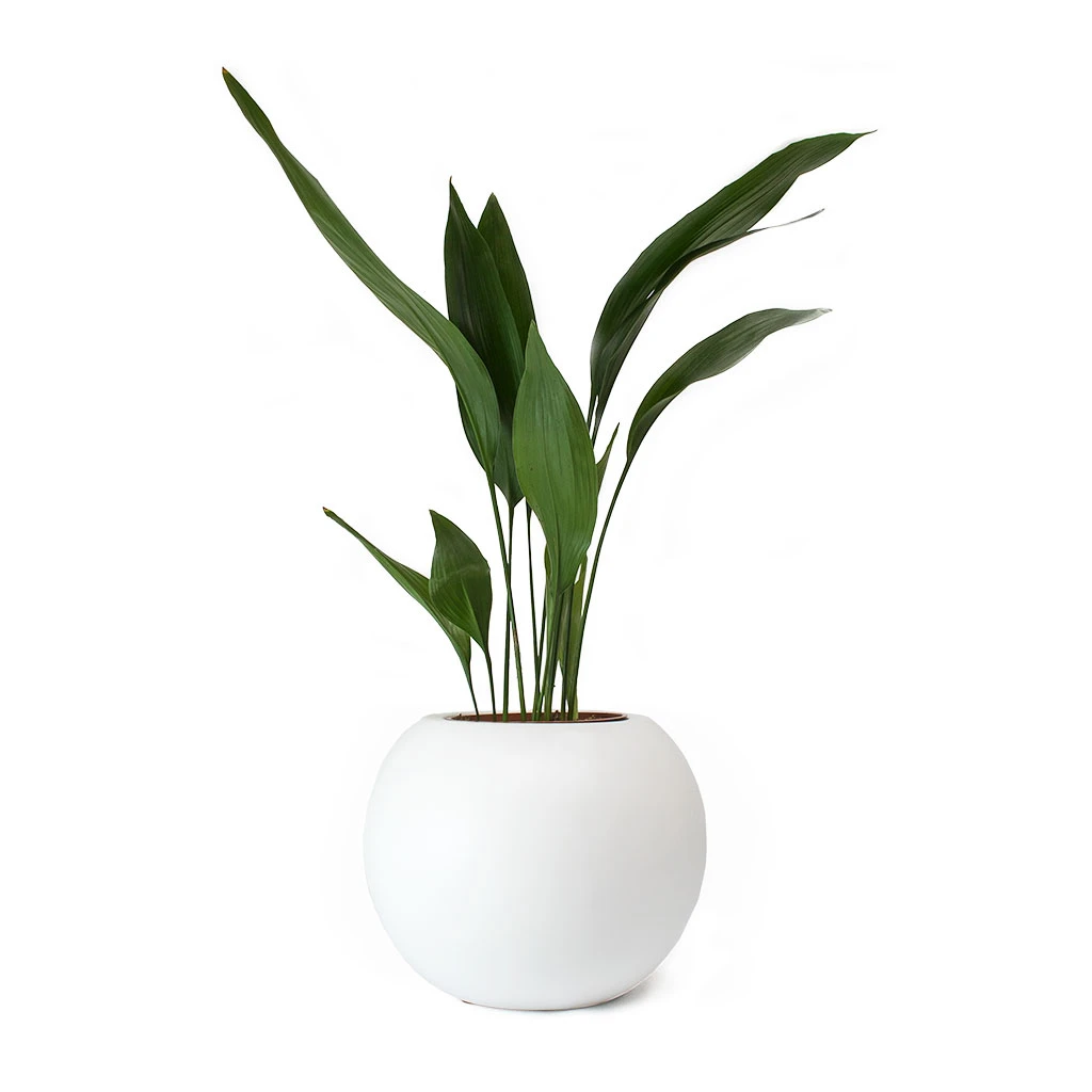 Beth Essentials Ball Plant Pot - Matt White 2 Beth Essentials Ball Plant Pot - Matt White - Image 2