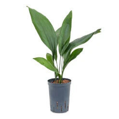 Aspidistra - Cast Iron Plant - HydroCare 12 Aspidistra - Cast Iron Plant - HydroCare -Indoor Plants Aspidistra Cast Iron Plant HydroCare 15 19x60cm