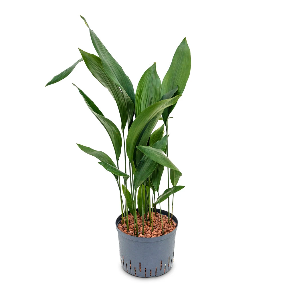 Aspidistra - Cast Iron Plant - HydroCare 3 Aspidistra - Cast Iron Plant - HydroCare - Image 3