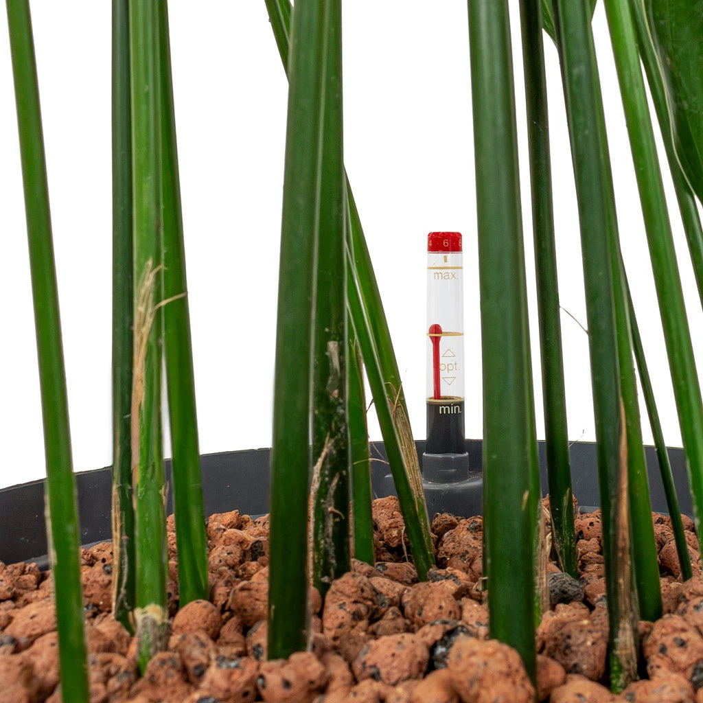 Aspidistra - Cast Iron Plant - HydroCare 2 Aspidistra - Cast Iron Plant - HydroCare - Image 2