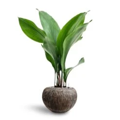 Luxe Lite Waterfall Globe Planter - Bronze -Indoor Plants Aspidistra Cast Iron Plant Hydroculture Luxe Lite Waterfall Globe Planter Bronze