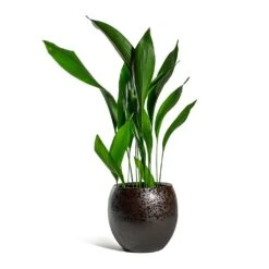 Kae Plant Pot - Mocha -Indoor Plants Aspidistra Cast Iron Plant Kae Plant Pot Mocha 3f386780 9c79 4236 9def 4288bc96eaa8