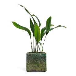 Lava Cube Relic Planter - Jade -Indoor Plants Aspidistra Cast Iron Plant Lava Cube Relic Planter Jade