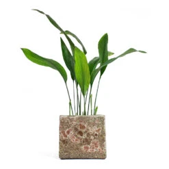Lava Cube Relic Planter - Pink 9 Lava Cube Relic Planter - Pink -Indoor Plants Aspidistra Cast Iron Plant Lava Cube Relic Planter Pink