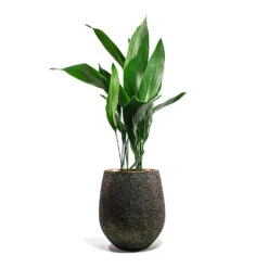 Opus Hit Darcy Planter - Gold 32 Opus Hit Darcy Planter - Gold -Indoor Plants Aspidistra Cast Iron Plant Opus Hit Darcy Planter Gold
