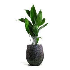Opus Hit Darcy Planter - Silver -Indoor Plants Aspidistra Cast Iron Plant Opus Hit Darcy Planter Silver