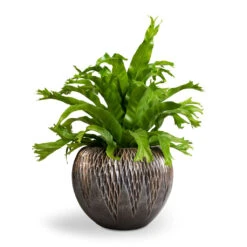 Luxe Lite Comet Globe Planter - Bronze -Indoor Plants Asplenium Crissie Amy Bird s Nest Fern 17x50cm Luxe Lite Comet Globe Planter Bronze 28x20cm 1 c3c2ba0c 6673 47ef bd5b c6dd0f84506b