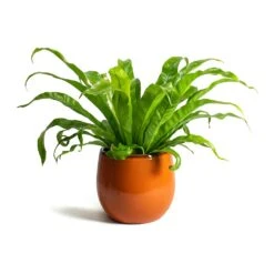 Charlotte Plant Pot - Orange -Indoor Plants Asplenium Hurricane Twisted Birds Nest Fern Charlotte Orange Plant Pot f03a254c 400c 432b a603 c15584115784