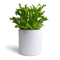 Puk Essentials Planter - Matt White -Indoor Plants Asplenium Leslie Crested Birds Nest Fern 12x20cm Puk Planter Matt White 15x15cm aa34af7b 0c01 4501 8871 432fb4441f4a