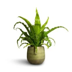 Lydia Plant Pot - Shiny Green -Indoor Plants Asplenium Osaka Japanese Bird s Nest Fern 17x50cm Lydia Plant Pot Shiny Green 22x20cm