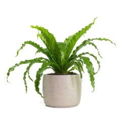 Mini Valerie Plant Pot - Grey Washed -Indoor Plants Asplenium Osaka Japanese Birds Nest Fern Mini Valerie Plant Pot Grey Washed