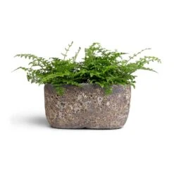 Indoor Plants -Indoor Plants Asplenium Parvati Mother Fern 12x25cmxTwo Plants Lava Oval Relic Plant Bowl Rust 31x18x15cm 15875bcc e0db 4b50 8d82 faca11453689