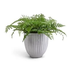Lagos Plant Pot - Cement -Indoor Plants Asplenium Parvati Mother Fern 17x40cm Lagos Plant Pot Cement 20x20cm 5045cd2a a65d 43f5 ac45 a5abee9f0caa