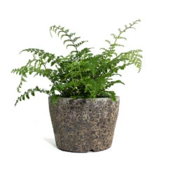 Lava Couple Straight Relic Planter - Rust -Indoor Plants Asplenium Parvati Mother Fern Lava Couple Straight Relic Planter Rust
