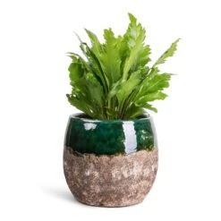 Lindy Plant Pot - Black Green -Indoor Plants Asplenium nidus Campio Champion s Bird s Nest Fern 12x30cm Lindy Plant Pot Black Green 19x16cm 7b57800e 1c0f 4e45 8351 f3fb8257b8d7