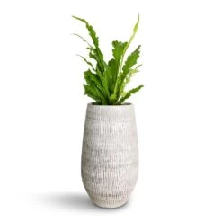 Ryan Plant Vase - White Black 9 Ryan Plant Vase - White Black -Indoor Plants Asplenium nidus Campio Champion s Bird s Nest Fern 12x30cm Ryan Plant Vase White Black 18x30cm c0b96e39 3084 4da9 a4f0 e2439d711e47