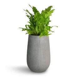 Patt High Plant Vase - Ridged Dark Grey -Indoor Plants Asplenium nidus Campio Champion s Bird s Nest Fern 17x40cm Patt High Plant Vase Ridged Dark Grey 29x43cm 7f4238f1 3f2a 481a 87e6 a8f4f846e66c