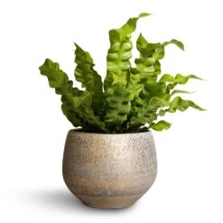 Noor Plant Pot - Metallic Grey -Indoor Plants Asplenium nidus Crispy Wave Pleated Bird s Nest Fern 12x30cm Noor Plant Pot Metallic Grey 16x13cm