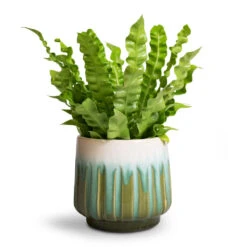 Asplenium Nidus Crispy Wave - Pleated Bird's Nest Fern -Indoor Plants Asplenium nidus Crispy Wave Pleated Bird s Nest Fern Alice Plant Pot Ocean