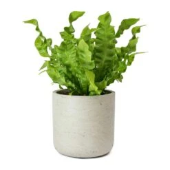 Asplenium Nidus Crispy Wave - Pleated Bird's Nest Fern -Indoor Plants Asplenium nidus Crispy Wave Pleated Birds Nest Fern Charlie Grey Plant Pot