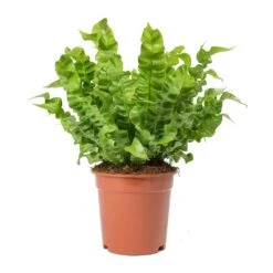 Asplenium Nidus Crispy Wave - Pleated Bird's Nest Fern -Indoor Plants Asplenium nidus Crispy Wave Pleated Birds Nest Fern Large