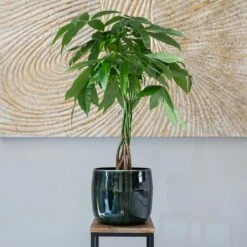 Babet Plant Pot - Pine -Indoor Plants Babet Pine 2