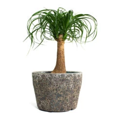 Lava Couple Straight Relic Planter - Rust -Indoor Plants Beaucarnea Pony Tail Palm Single Stem Lava Couple Straight Relic Planter Rust