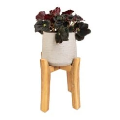 Patt Plant Pot - Tall Stand - Grey Washed -Indoor Plants Begonia BD Rex Anne Begonia 12x20cm Patt Plant Pot Tall Stand Grey Washed 23x34cm d811cb27 bdee 4fa1 888c a593aab716f9
