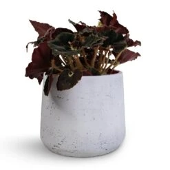 Patt Plant Pot - White Washed -Indoor Plants Begonia BD Rex Anne Begonia 12x20cm Patt Plant Pot White Washed 16x14cm