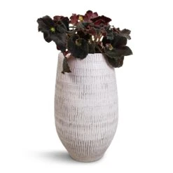 Ryan Plant Vase - White Black 10 Ryan Plant Vase - White Black -Indoor Plants Begonia BD Rex Anne Begonia 12x20cm Ryan Plant Vase White Black 18x30cm cf4e0010 7d21 48a2 b45e 31c71ef7d4eb