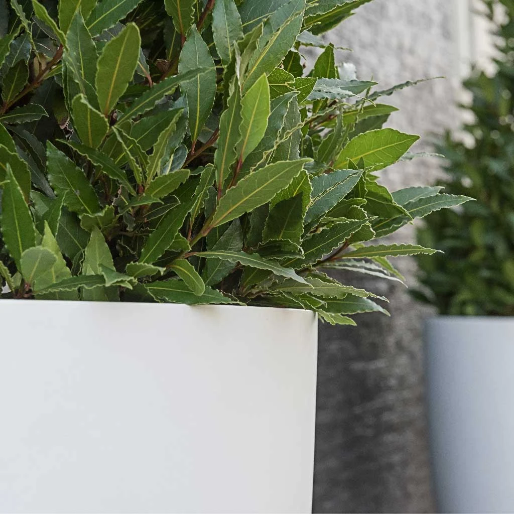 Ben Essentials Planter - Matt White 5 Ben Essentials Planter - Matt White - Image 5