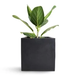 Fleur Natural Planter - Black -Indoor Plants Bengal Fig Fleur Natural Planter Black 20x20x20cm