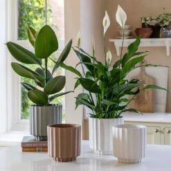 Bourton Scalloped Plant Pot - Ivory -Indoor Plants BourtonScallopedPlantPot Ivory 18x18cm e7837bc3 1dad 4236 9401 1b4ddd81224a