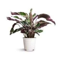 Calathea Fusion White -Indoor Plants Calathea Fusion White 14x35cm