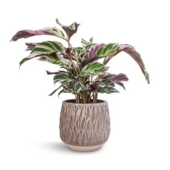 Arles Leaf Plant Pot - Mocha -Indoor Plants Calathea Fusion White 14x35cm Arles Leaf Plant Pot Mocha 17x17cm