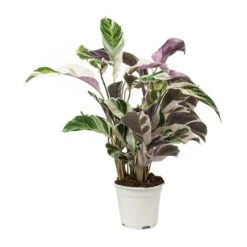 Calathea Fusion White -Indoor Plants Calathea Fusion White