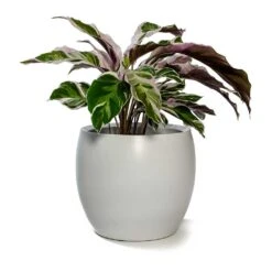 Calathea Fusion White -Indoor Plants Calathea Fusion White Cresta Plant Pot Pure White