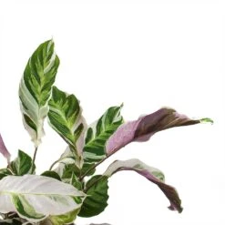 Calathea Fusion White -Indoor Plants Calathea Fusion White Leaves