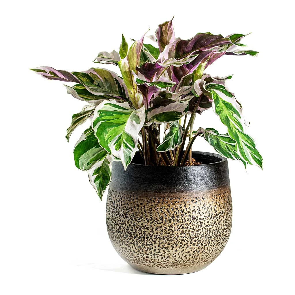 Mya Plant Pot - Deep Champagne 8 Mya Plant Pot - Deep Champagne - Image 8
