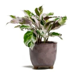 Calathea Fusion White -Indoor Plants Calathea Fusion White kaat pink plant pot d5ab7191 512b 4143 aca1 5f135437b65f