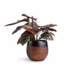 Mya Plant Pot - Shiny Mocha -Indoor Plants Calathea Sanderiana Pin Stripe Calathea 14x50cm Mya Plant Pot Shiny Mocha 18x16cm df64169c bacc 443b b2c5 a0c635bba10d