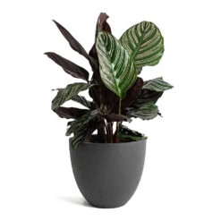 Mini Jesslyn Plant Pot - Black Washed -Indoor Plants Calathea Sanderiana Pin Stripe Calathea Mini Jesslyn Plant Pot Black Washed