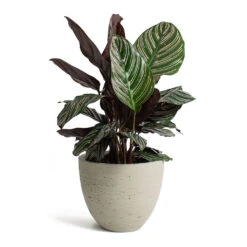 Mini Jesslyn Plant Pot - Grey Washed 13 Mini Jesslyn Plant Pot - Grey Washed -Indoor Plants Calathea Sanderiana Pin Stripe Calathea Mini Jesslyn Plant Pot Grey Washed