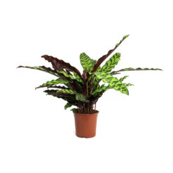 Calathea Lancifolia - Rattlesnake Plant -Indoor Plants Calathea lancifolia Rattlesnake Plant 14cm