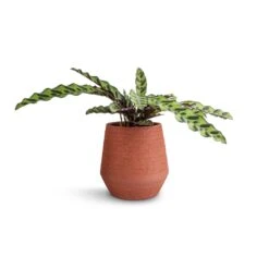 Humus Plant Pot - Terra -Indoor Plants Calathea lancifolia Rattlesnake Plant 14x40cm Humus Plant Pot Terra 16.5x18.5cm 38847116 b1ef 46db 8b31 0661a9af6c77