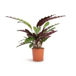 Calathea Lancifolia - Rattlesnake Plant -Indoor Plants Calathea lancifolia Rattlesnake Plant 14x45cm