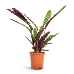 Calathea Lancifolia - Rattlesnake Plant -Indoor Plants Calathea lancifolia Rattlesnake Plant 17x60cm