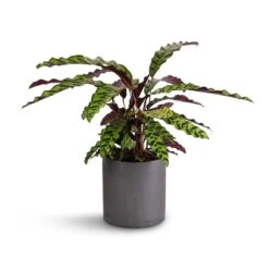 Calathea Lancifolia - Rattlesnake Plant -Indoor Plants Calathea lancifolia Rattlesnake Plant 17x60cm Puk Plant Pot Black Washed 20x20cm