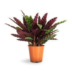 Calathea Lancifolia - Rattlesnake Plant -Indoor Plants Calathea lancifolia Rattlesnake Plant 19x60cm